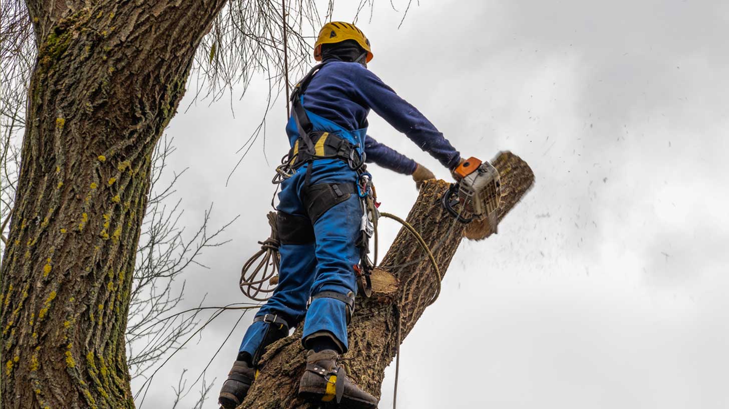 12 Reasons To Hire A Certified Arborist Elmers Tree Services